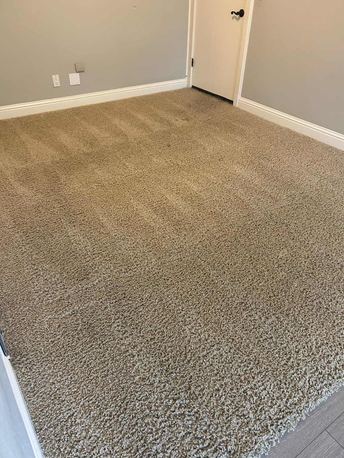 Freshly cleaned neutral carpet with visible finishing lines